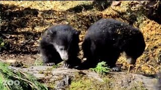 Sloth Bear Cubs First Time Outside at Woodland Park Zoo Seattle [upl. by Caras]