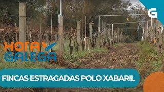 🍇🐗 CEPAS DESTROZADAS POLOS ATAQUES DO XABARIL [upl. by Retniw]