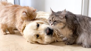 Golden Retrievers Were Attacked by a Family of Funny Cats [upl. by Nyrtak]