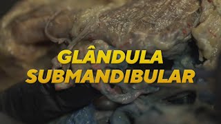 ANATOMIA Glândula Submandibular [upl. by Ahsilla415]