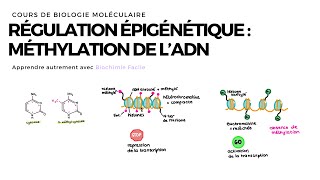 Méthylation de lADN  Biochimie Facile [upl. by Iam]