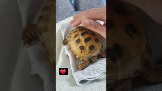 Trunky the Horsefield Tortoiselove you Mama veronikakoleva2372 shorts short love pets cute [upl. by Dilan]