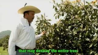 Mexico Avocado in Michoacan An Economic Hit and Environmental Cost [upl. by Aeila801]