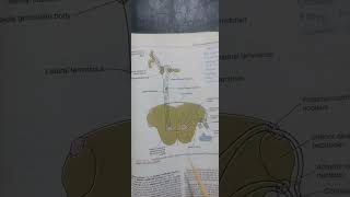 PONSgrossInternal structureTS at facial colliculusTS at trigeminal nucleineuroanatomy [upl. by Zia939]