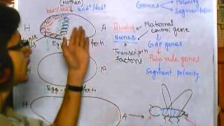 Developmental biology part 5 developmental biology of drosophila [upl. by Ailuj269]