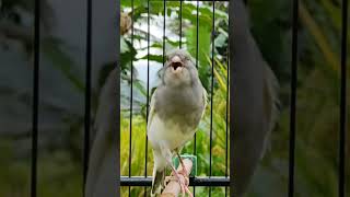 canario timbrado espanol  canary training song  spanish timbrado birds canary [upl. by Tnarud825]