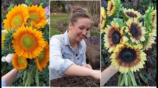 First Sunflower Succession🌻Spring Sunflower Succession with Hoops and Agribon  Northlawn [upl. by Kuhn]