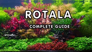 COMPLETE GUIDE ON ROTALA  CARE TIPS FOR ROTALA [upl. by Josias]