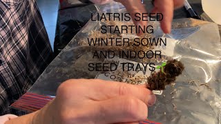 LIATRIS SEED STARTING USING WINTER SOWING METHOD AND INDOOR TRAY ON HEAT MAT AND LIGHTS🌱 [upl. by Irt608]