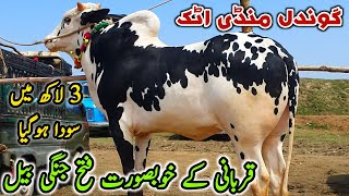 3 Lakh Ma Soda Gondal Mandi Attock Latest Update 30 April 2024 [upl. by Yalahs]