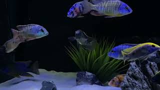 Beautiful Placidochromis Johnstoni [upl. by Aihpledalihp993]