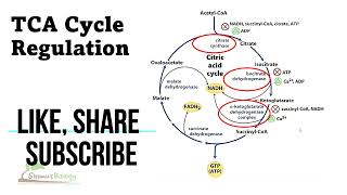 Citric acid cycle regulation  tca cycle regulation steps [upl. by Syd876]