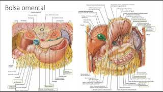 Anatomia do Abdome  Formações peritoneais [upl. by Hsaniva631]