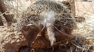 Hedgehog Screaming  All that noise [upl. by Reisinger]