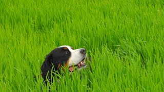 Bernese Mountain Dog Puppies Care and Training [upl. by Laud]