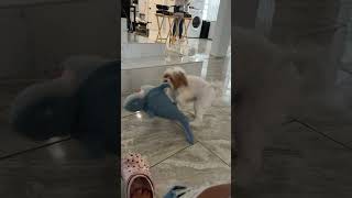 Rosie tackling her shark funny memes comedy tiktok maltipoo funnyvideos dog 😂❤️‍🔥🐶 [upl. by Mirth]