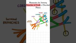 Branches of cords of Brachial plexus biology mbbs mbbslearningbiology anatomy [upl. by Dazraf]