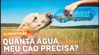 Quanto de Agua Meu Cão Precisa Beber Fazer o Cachorro Beber Bastante Agua Quanto [upl. by Ardnek]