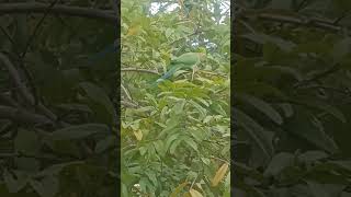 Parrot gini gili parrot eats gouva my garden [upl. by Ellennaj]