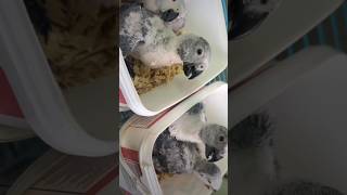 it is a scarlet headed parrot chicks shorts youtubeshorts fireworks viral birds canarysinging [upl. by Ahtaela]