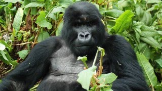 Equitours in Tanzania with Gorilla and Serengeti Extensions [upl. by Kaitlyn374]