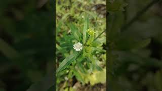 কেশরাজEclipta prostratafalse daisy nature beautiful beauty amazing village bangladesh love [upl. by Hannej365]