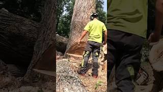 Cutting a 50” Notch with 24” Bar stihl tree log video clogger energy good vibes power [upl. by Rramel618]