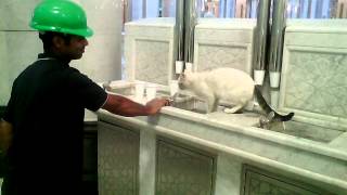 Ahmed hasan helping cat drink zam zam in haram [upl. by Ennairrek987]