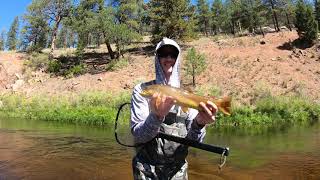 BROWN TROUT BIGGER THAN THE NET HANDLE flyfishing troutfishing [upl. by Delanty]