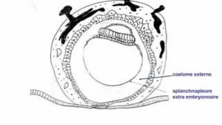 402 2éme et 3éme semaine du développement embryonnaire humain [upl. by Sixla]