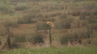 Wlldlife Barn Owls of the Avon Valley [upl. by Pudens436]