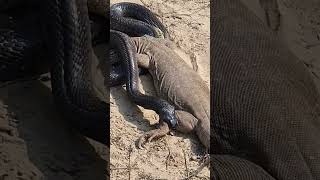 Black Cobra Snake bite the Monitor Lizard on the back leg 🐍 [upl. by Chaney984]