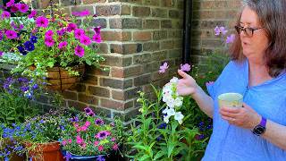 Grow penstemons for lovely late season colour [upl. by Ainessey]