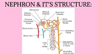 NEPHRON amp ITS STRUCTURE [upl. by Amsirahc]