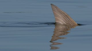 Charleston South Carolina Red Fishing the Oyster Bars and Flood Tide [upl. by Alracal]