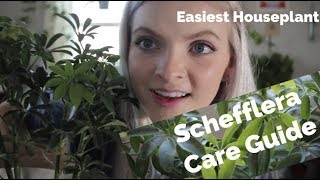 Schefflera Care Guide Easiest houseplant the underrated dwarf umbrella tree [upl. by Fondea]