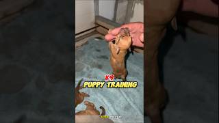 Puppy k9 training 🔥 dog germanshepherd pitbull k9puppy dogtraining [upl. by Caras]