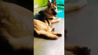 Reaction of dog on hearing sound for fun soundeffect germanshepherd funny shorts doglover pet [upl. by Lambert96]