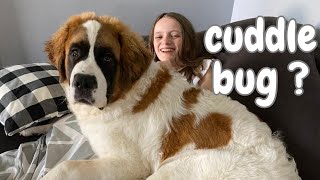 Nothing Like A Big Dog Cuddle🐶 Saint Bernards True Gentle Giants [upl. by Bradeord]