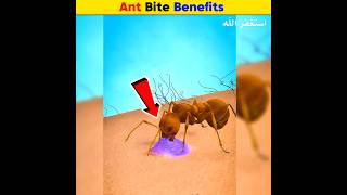 Ant Bite Benefits  Arslan Speaks shortsfeed amazingfacts facts ants [upl. by Nosahc840]