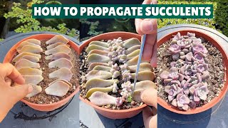 How I Propagate My Succulents 🪴 Succulent Garden 多肉植物  다육이들  Suculentas [upl. by Darooge608]