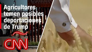 Las promesas de deportaciones masivas de Trump y su potencial impacto en la agricultura [upl. by Ainit]