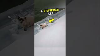 This Man Found A Distressed Cat Abandoned Outside The Frozen Snow trending shorts dogs virals [upl. by Knowles]