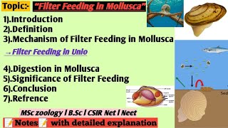 Filter feeding in Mollusca  Filter feeding in unio  Digestion and nutrition in Mollusca [upl. by Porche595]