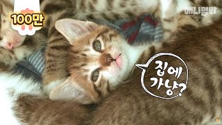 고등학교에 사는 새끼고양이 애교 패밀리 고딩주의 [upl. by Elvie415]