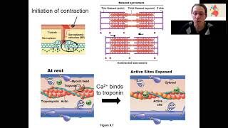 411 contractility [upl. by Nylhtak]