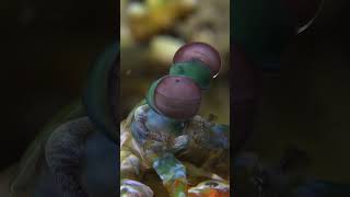 Mantis Shrimp Striking in every way 🦐💥 [upl. by Roselin]