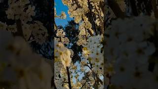 SYDNEY OUTBACK WHAT IS THIS TREE australia strange youtubeshortsviral travel foryou [upl. by Christmann8]