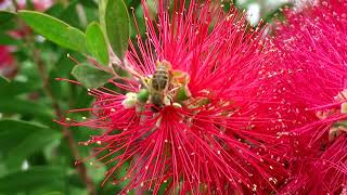 ブラシノキCallistemon speciosusふともも科ampBEE [upl. by Birecree]