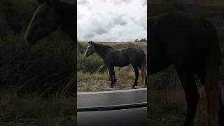 Wildpferde auf der Straße in Livno 🇧🇦 [upl. by Honniball]